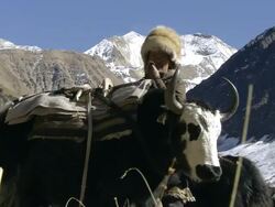 MS Yak herder loading yak at nomad camp/ Himalayas, Upper Dolpo, Nepal   Stock Footage