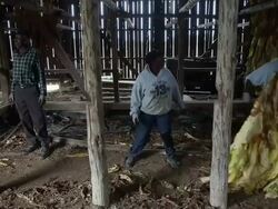 Maryland Tobacco Farm Begins Harvest Stock Footage