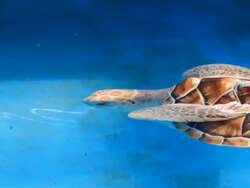 Underwater view of a swimming hawksbill sea turtle Stock Footage