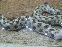 Snake breathing Stock Footage