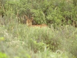 MS Shot of Single steenbok standing in low growing bush grazing and observing / Namaqualand, Northern Cape, South Africa Stock Footage