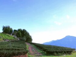 Tea Plantations Stock Footage