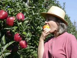 MS Shot of woman eating red apple / Merano, Trentino, South Tyrol, Italy Stock Footage