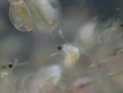 Water fleas (Daphnia sp.): common planktonic Crustaceans in eutrophic swamps and freshwater environments. Their sort lifespans and reproductive capibilities make them a useful indicator species. Stock Footage