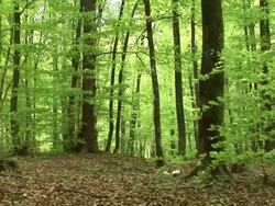 HD: Deciduous forest Stock Footage