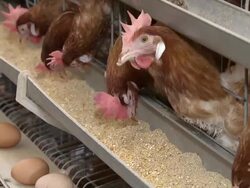 CU Hens pecking feed from trough outside  / Anseong, Gyeonggi-do, South Korea Stock Footage