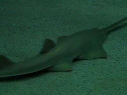 Shark Stock Footage