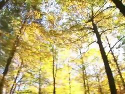 HD TIMELAPSE: Autumn forest Stock Footage