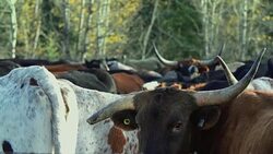 Longhorn Cattle in a holding pen Stock Footage