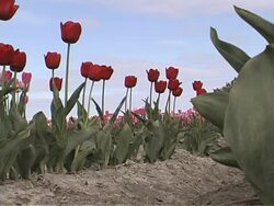 Tulip Farm #07 Stock Footage