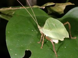 Leaf Mimic Katydid in the rainforest understory, Ecuador. Stock Footage