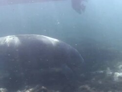 Manatee and Boat Stock Footage