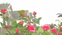 Flower, Plant and Home Stock Footage
