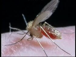 BCU Old World Sand Fly (Phlebotomus dubosci) feeding on human Stock Footage