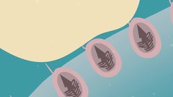 TED-Ed: How does a jellyfish sting? - Neosha S Kashef Instructional Video