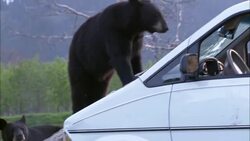 Two hungry black bears approach a parked car in Alaska. Stock Footage