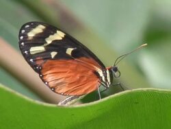 Heliconius hecale Stock Footage