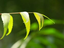 Neem leaves Stock Footage