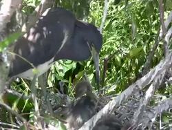 Mother Bird Entranced With Her Chicks Stock Footage