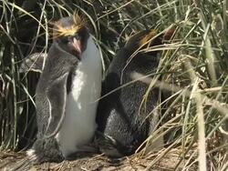 MS, Pair of macaroni penguins (Eudyptes chrysolophus) at nest in tall grass, South Georgia Island, Falkland Islands, British overseas territory Stock Footage
