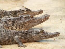 Crocodile Stock Footage