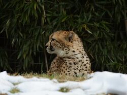 The Animal Residents Of Washington's National Zoo Stock Footage