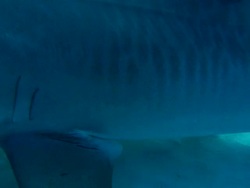 Tiger shark, Galeocerdo cuvier, swimming, rolls back third eyelid, Bahamas  Stock Footage