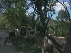 Wild bulls and cows Stock Footage