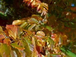 Branch With Autumn Leaves Stock Footage