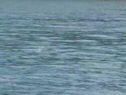 HD: Dolphins Stock Footage