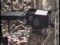 (V) THAILAND: TIGER POPULATION LOWER THAN EXPECTED News Clip