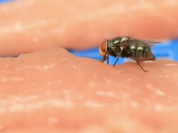 Flies feeding Stock Footage