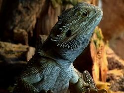 bearded dragon NTSC Stock Footage