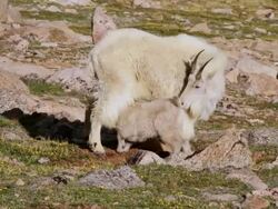 MS Shot of mountain goat nanny nursing newborn kid on tundra / Idaho Springs, Colorado, United States Stock Footage