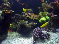 Aquarium with tropical fish Stock Footage