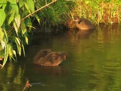PAL:  Young Coots Stock Footage