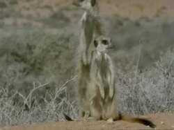 Two meerkats (Suricata suricatta), interacting, Namaqualand, South Africa Stock Footage