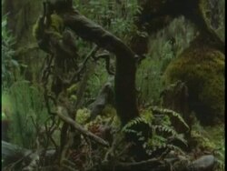 CU tilt up twisted and gnarled tree root sticking out of ground in jungle, Uganda, Africa Stock Footage