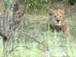 MS Lion lying down observing surroundings / Okavango Delta, North West District, Botswana Stock Footage