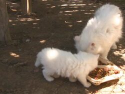 Cat Series Stock Footage