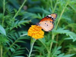 Butterfly Stock Footage