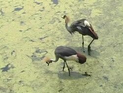 endangered sandcrane Stock Footage