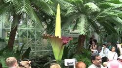 CLEAN : Putrid smelling corpse flower blooms News Clip