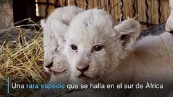 CLEAN : Cinco cachorros de leon blanco presentados en Ucrania News Clip