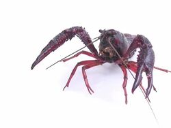 European freshwater crayfish Stock Footage