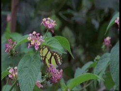 MCU Large green and black butterfly feeding on flower, flies off, South America Stock Footage