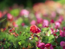 Colorful flowers. Three clips Stock Footage