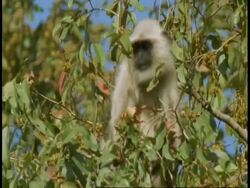 MS Hanuman Langur, Semnopithecus entellus, eating fruit in tree, looks to camera, Bandhavgarh National Park, India Stock Footage