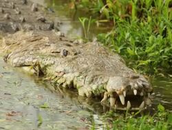 Crocodile HD] Stock Footage
