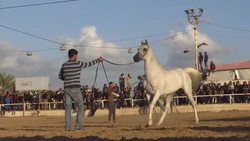 Horses dance to Arabic tunes in new show News Clip